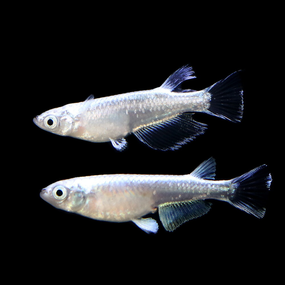 内祝い めだか 一点物 プラチナ星河リアルロングフィン １ペア 沖縄別途送料 限定セール Www Jaindentalcare Com