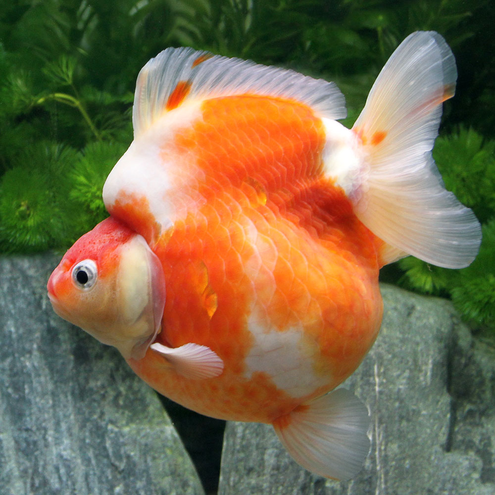 水草 猫砂 メダカ 金魚 一点物 桜琉金 ショートテール 11cm 外国産 1匹 沖縄別途送料 Charm 店 水草 猫砂 メダカ 金魚 一点物 桜琉金 ショートテール 11cm 外国産 1匹 沖縄別途送料 Charm 店
