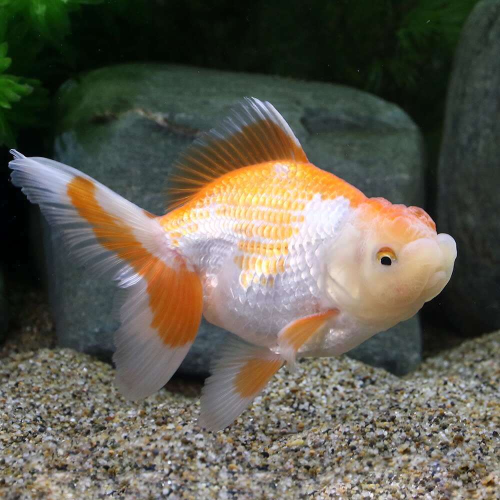 国産金魚 一点物 メダカ 日本オランダ獅子頭 日本オランダシシガシラ 観賞魚 梶山氏作出 １１ｃｍ １匹 沖縄別途送料 Charm グリニーズ 店