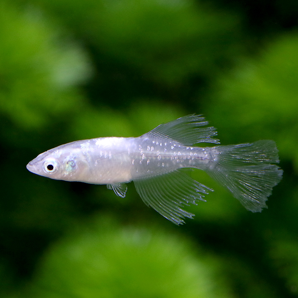 楽天市場 コスモスメダカ ピンク色 ４匹 秋桜めだか 埼玉産 東天光のピンク光 観賞魚 飼育 金魚めだかのらん丸