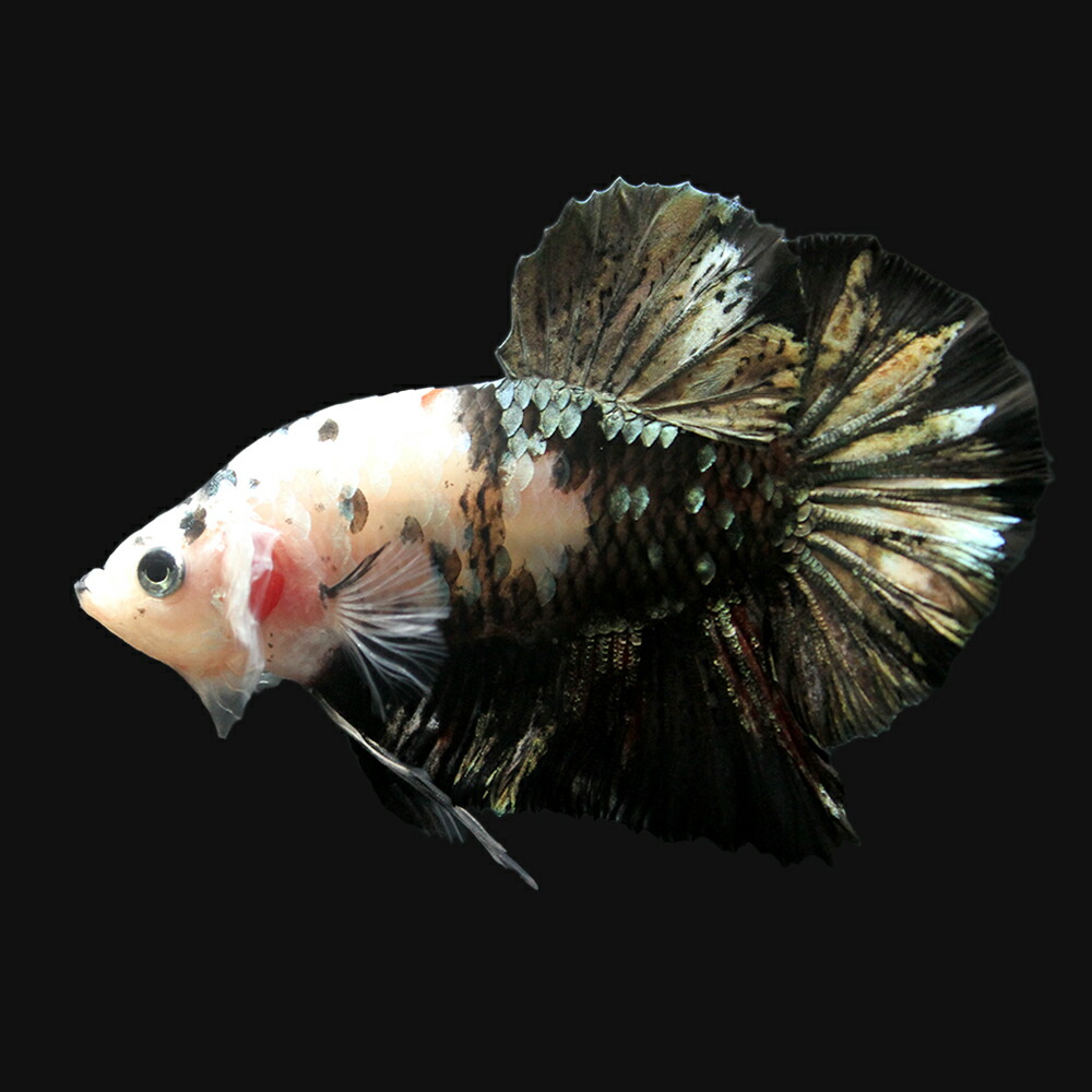 新作モデル 楽天市場 熱帯魚 一点物 ベタ ハーフムーンプラカット ホワイト ブラック コッパー ファンシーマーブル オス １匹 北海道 九州航空便要保温 沖縄別途送料 Charm 楽天市場店 新規購入 Www Lexusoman Com