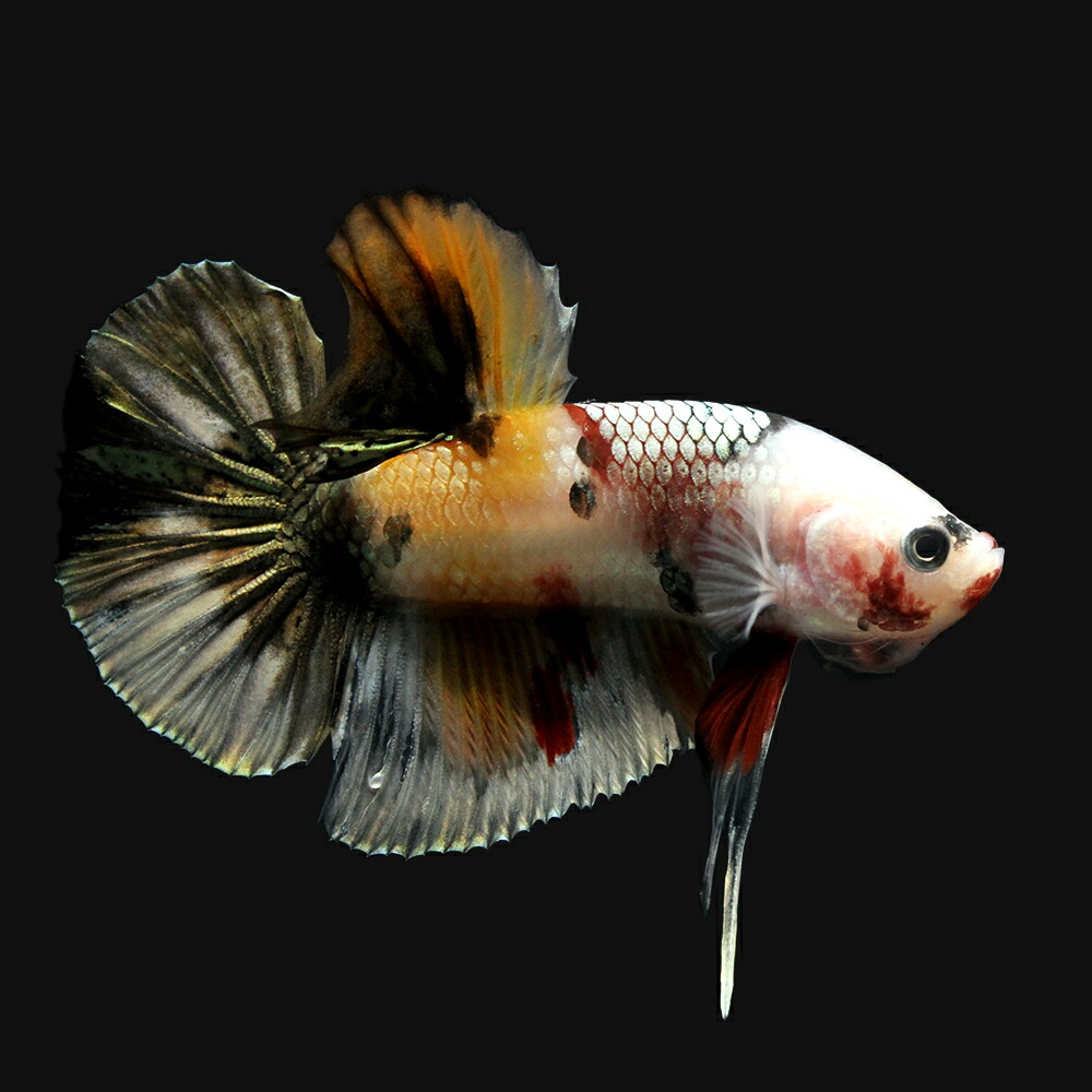 超歓迎 熱帯魚 一点物 鯉ベタ ハーフムーンプラカット コイカラー コッパー オス １匹 北海道 九州航空便要保温 沖縄別途送料 高級感 Ridecore Co