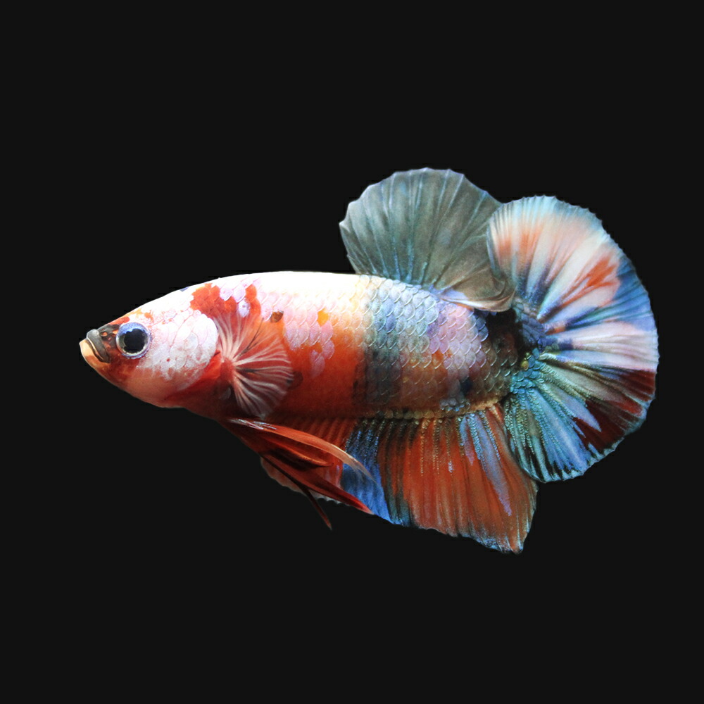 熱帯とと 一得点代物 鯉ベータ ハーフムーンプラカット ファンシー ニモ 砂糖菓子 オス 匹 北海道 九州飛行便宜さ必然保温 沖縄別途貨物輸送 Klubwino Pl