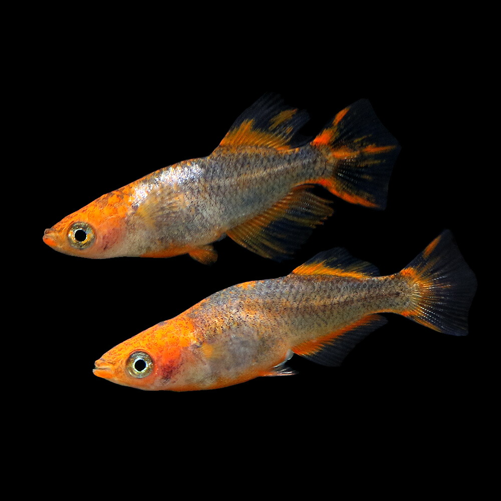 ヒカリ体型 １ペア 沖縄別途送料 Charm 観賞魚 店 熱帯魚 アクアリウム めだか 一点物 五式メダカ ｔｙｐｅｒ
