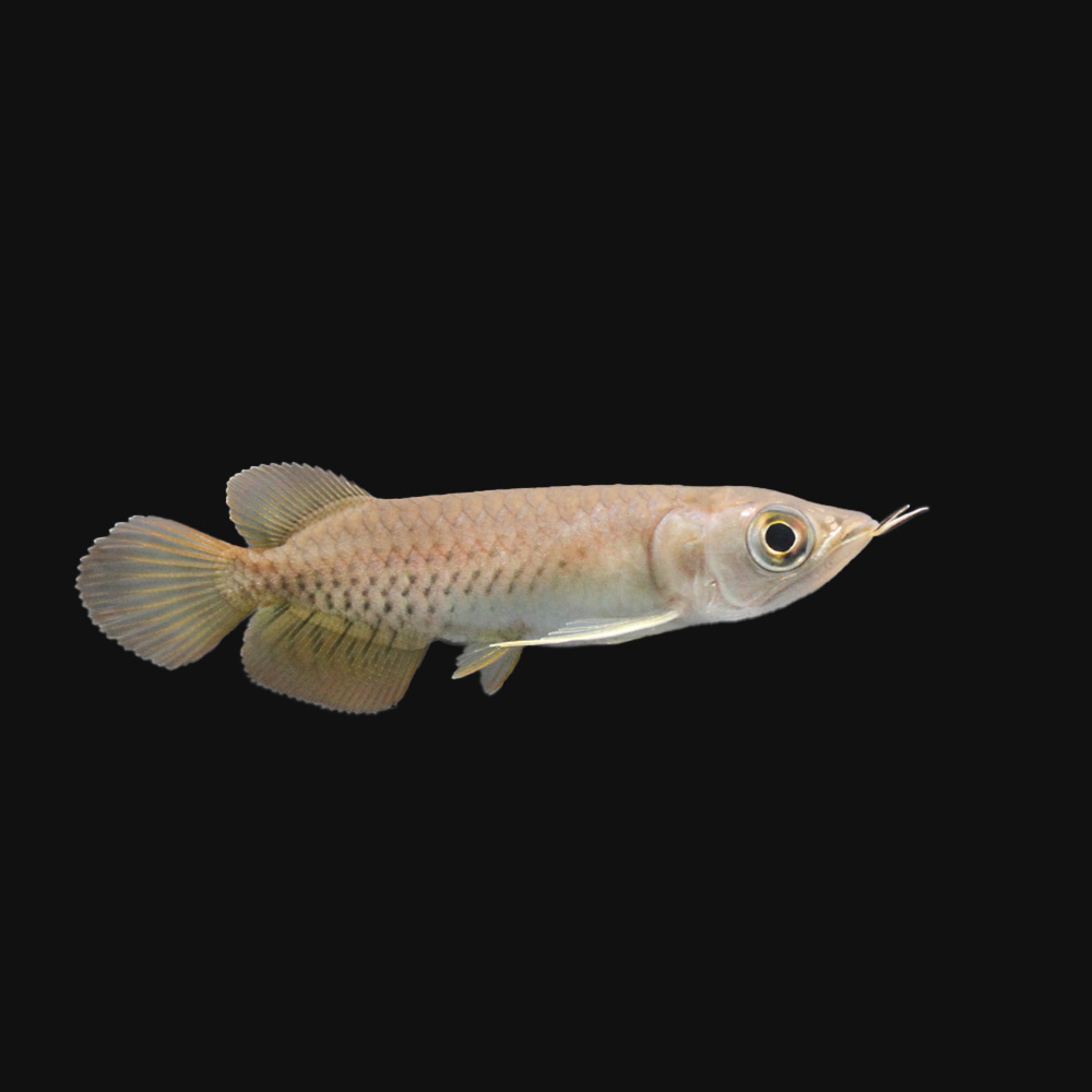 新素材新作 熱帯魚 一点物 アジアアロワナ グリーンアロワナ ｍｉｔｒａ産 証明書付 １匹 沖縄別途送料 北海道 九州航空便要保温 熱帯魚 Moisheritagelatinoamericain Ca