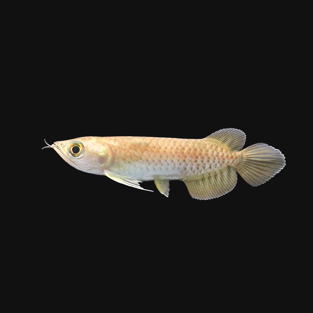 熱帯魚 一点物 アジアアロワナ グリーンアロワナ 産 証明書付 匹 沖縄別途送料 北海道 九州航空便要保温 3r Mozambique Com 熱帯魚 一点物 アジアアロワナ グリーンアロワナ 産 証明書付 匹 沖縄別途送料 北海道 九州航空便要保温 3r Mozambique Com