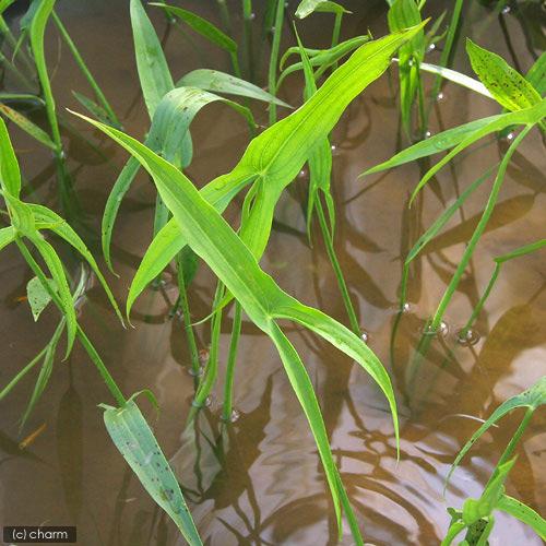 楽天市場】（ビオトープ）水生植物 ミクリ（1ポット） 抽水植物