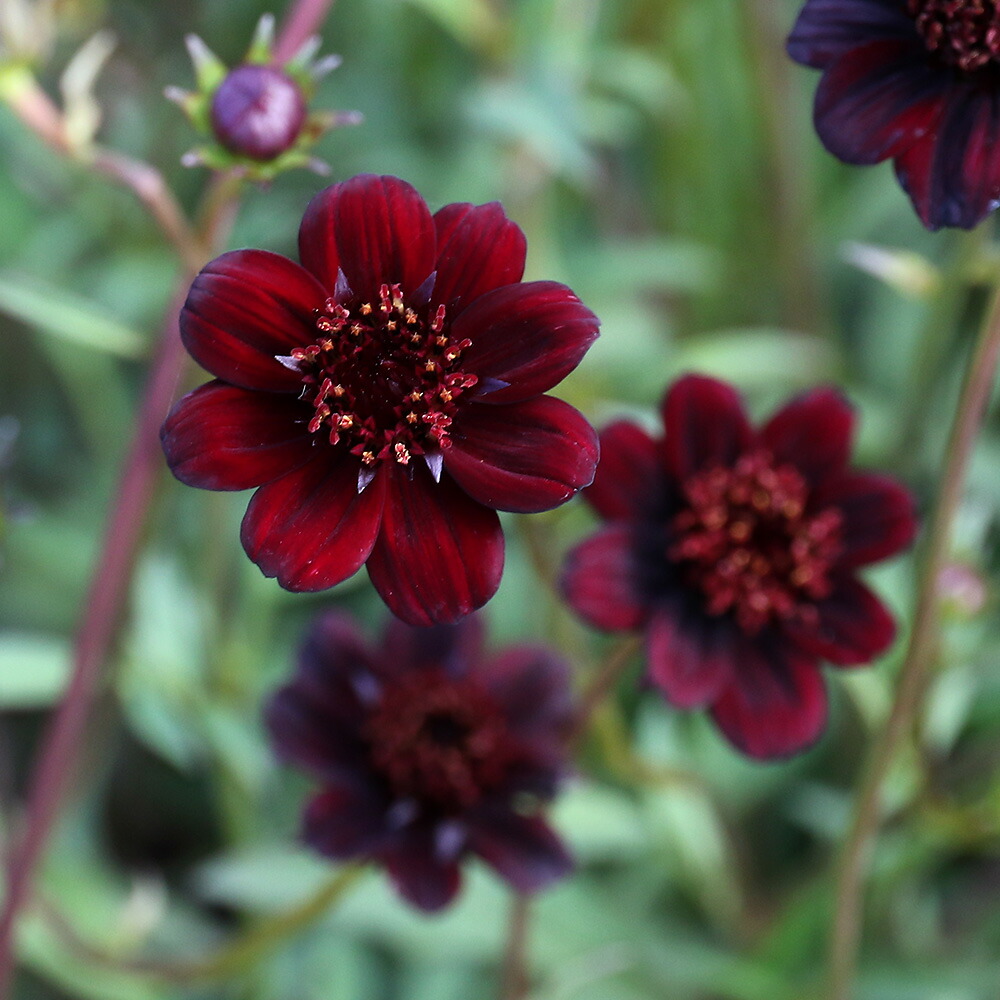 楽天市場 観葉植物 チョコレートコスモス チョコモカ 開花終了株 ３ ５ ４号 １ポット Charm 楽天市場店