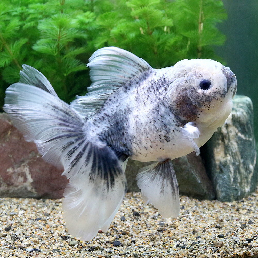 新品本物 観賞魚 金魚 一点物 白黒オランダシシガシラ １２ｃｍ 外国産 １匹 沖縄別途送料 専門店では Applefaces Co