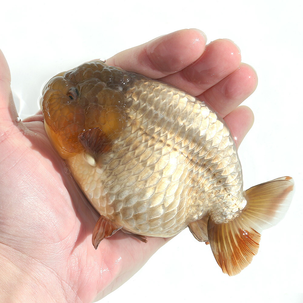 観賞魚店 金魚 一点物 メノウらんちゅう 中国産 １２ｃｍ １匹 沖縄別途送料 北海道航空便要保温 Charm