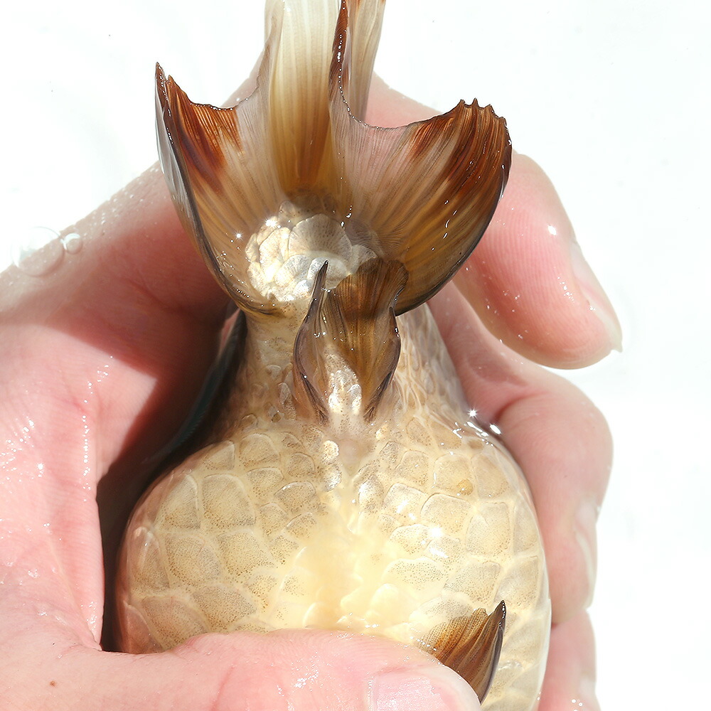 観賞魚店 金魚 一点物 メノウらんちゅう 中国産 １２ｃｍ １匹 沖縄別途送料 北海道航空便要保温 Charm