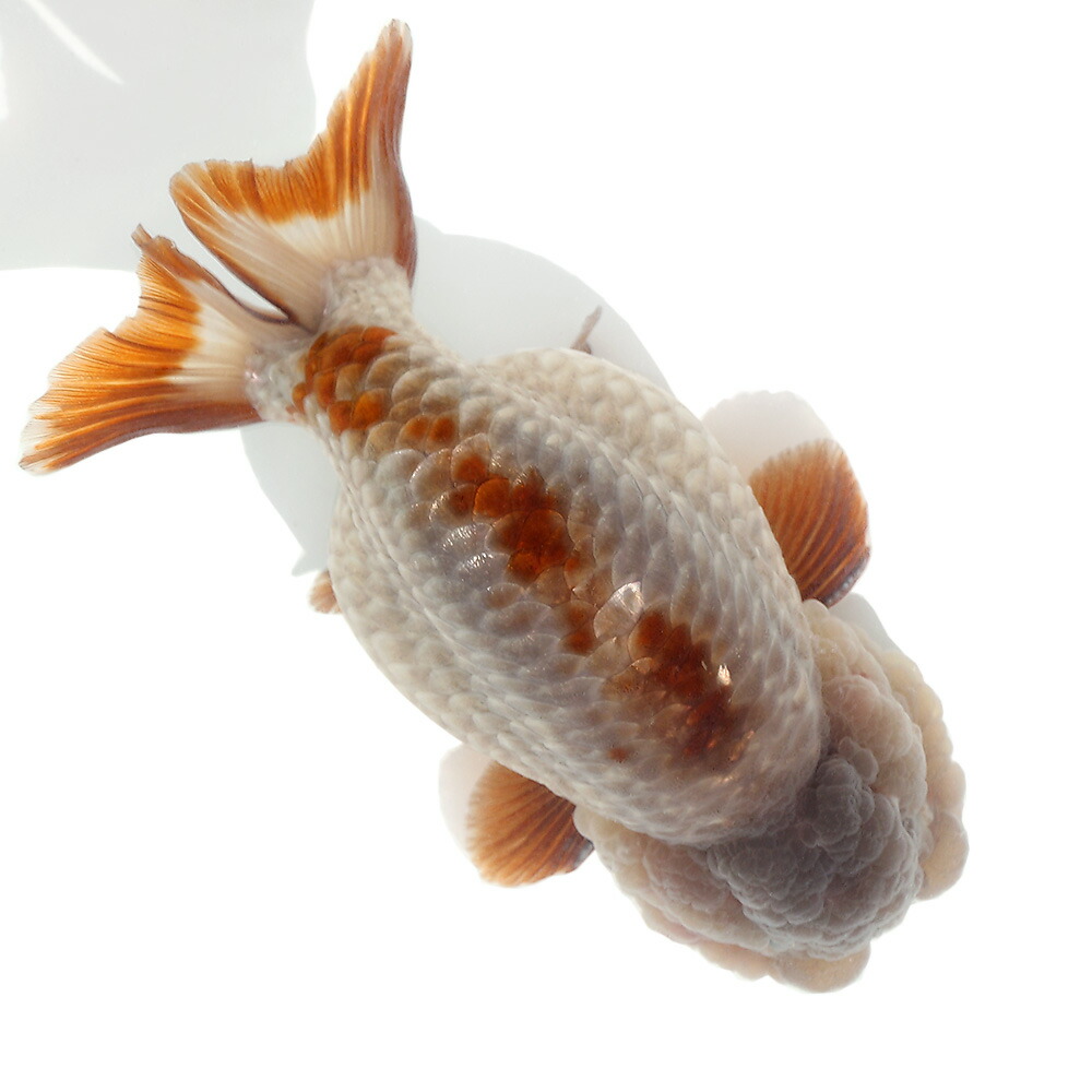 爆売り 金魚 一点物 メノウらんちゅう 中国産 １１ｃｍ １匹 沖縄別途送料 北海道航空便要保温 激安特価短納期