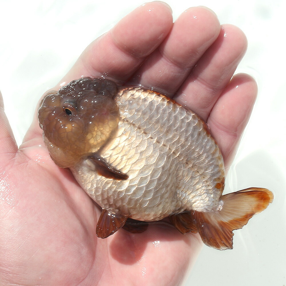 爆売り 金魚 一点物 メノウらんちゅう 中国産 １１ｃｍ １匹 沖縄別途送料 北海道航空便要保温 激安特価短納期