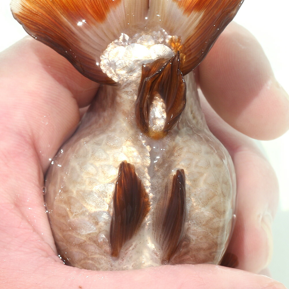 爆売り 金魚 一点物 メノウらんちゅう 中国産 １１ｃｍ １匹 沖縄別途送料 北海道航空便要保温 激安特価短納期