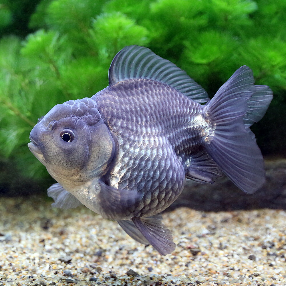 金魚族 もの点什 青信号手簡魚 ショート尾 中国産する 匹 沖縄別途貨物輸送 北海道航空便利髄保温 Marchesoni Com Br