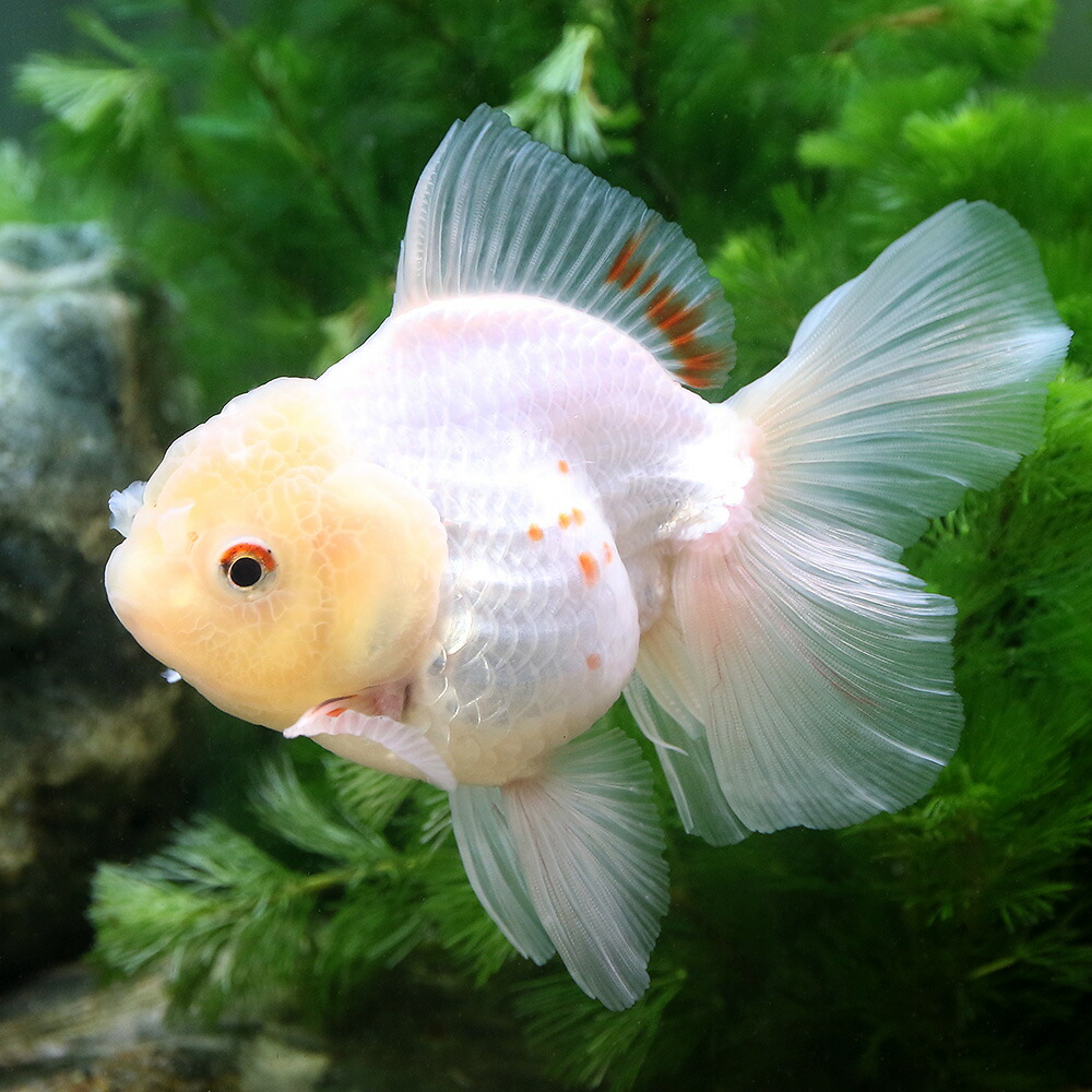 工場直送 金魚 一点物 オランダシシガシラ ローズテール タイ産 ９ｃｍ １匹 沖縄別途送料 在庫限り Madah Kemdikbud Go Id