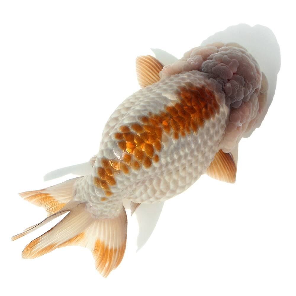 店 沖縄別途送料 メノウらんちゅう 中国産 ９ｃｍ １匹 観賞魚 北海道航空便要保温 Charm 金魚 一点物