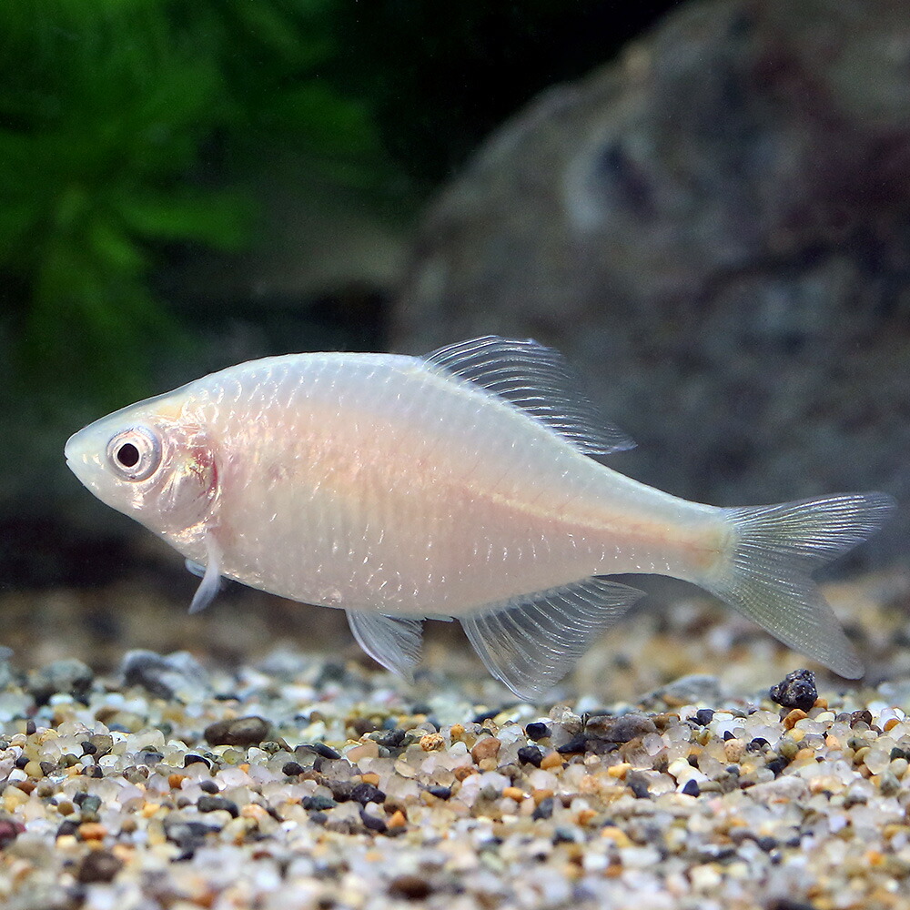 楽天市場 淡水魚 トンキントゲタナゴ ホワイト 1ペア Charm 楽天市場店 楽天市場 淡水魚 トンキントゲタナゴ ホワイト 1ペア Charm 楽天市場店