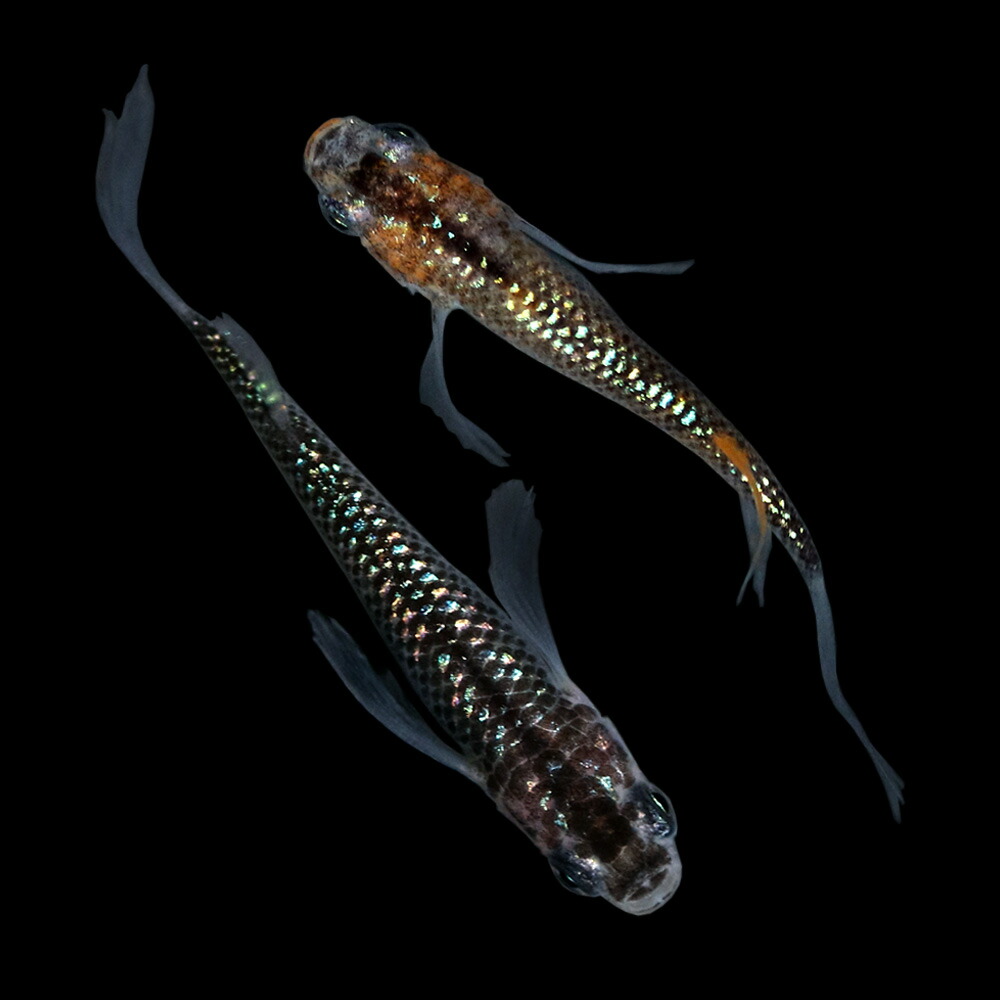 正規激安 めだか 一点物 忘却の翼メダカ １ペア 沖縄別途送料 Charm 店 即日出荷 Volfgr Com