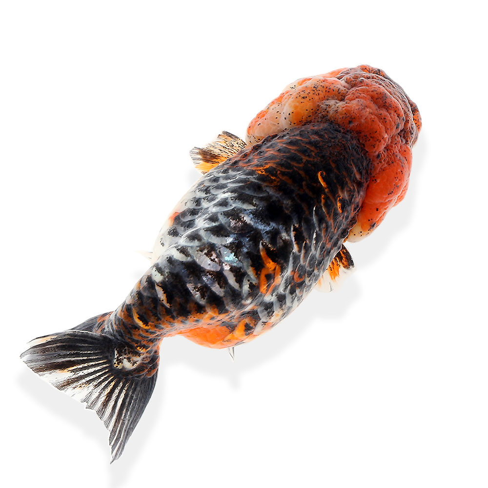 金魚 一点物 三色麒麟らんちゅう 匹 沖縄別途送料 北海道航空便要保温 Francophile Dk