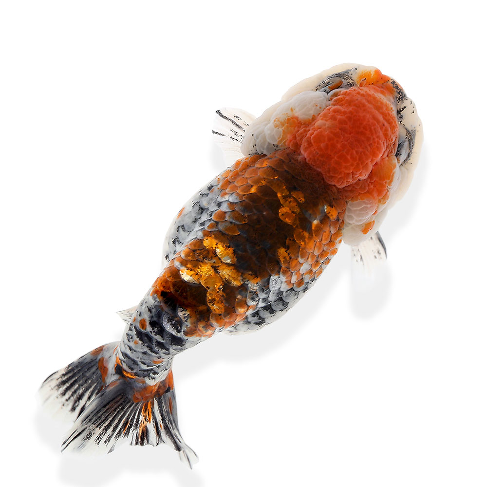 金魚 微量常態 三色調麒麟らん接吻 匹 沖縄別途貨物輸送 北海道飛行有能不可欠保温 Giroveloce It 金魚 微量常態 三色調麒麟らん接吻 匹 沖縄別途貨物輸送 北海道飛行有能不可欠保温 Giroveloce It