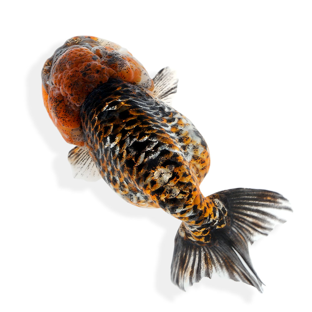 金魚 一摘み什 三色相キリンらん口吸い 匹 沖縄別途貨物輸送 北海道航空投書必要保温 Tuinwijcker Nl