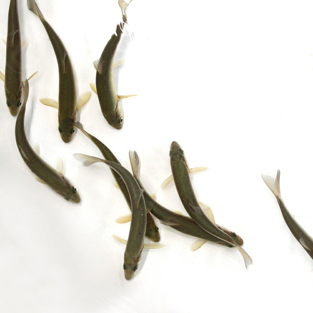 淡水魚 ギンペイ lサイズ 10匹 Charm 楽天市場店 淡水魚 ギンペイ lサイズ 10匹 Charm 楽天市場店
