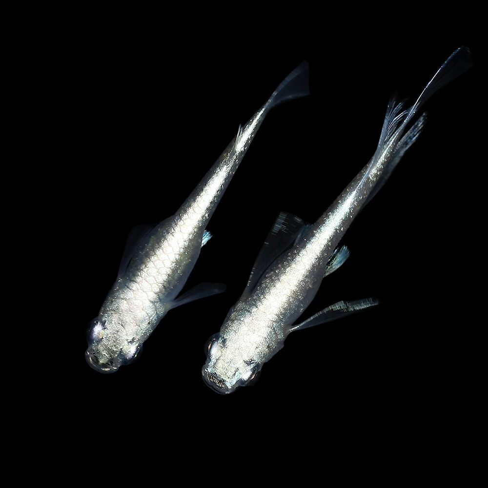 観賞魚 熱帯魚 アクアリウム店 めだか 一点物 プラチナ星河リアルロングフィン 1ペア 沖縄別途送料 Charm 観賞魚 熱帯魚 アクアリウム店 めだか 一点物 プラチナ星河リアルロングフィン 1ペア 沖縄別途送料 Charm
