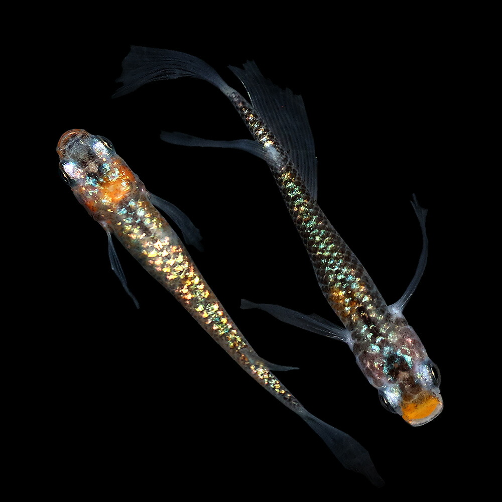 楽天市場 めだか 一点物 忘却の翼メダカ １ペア 沖縄別途送料 Charm 楽天市場店