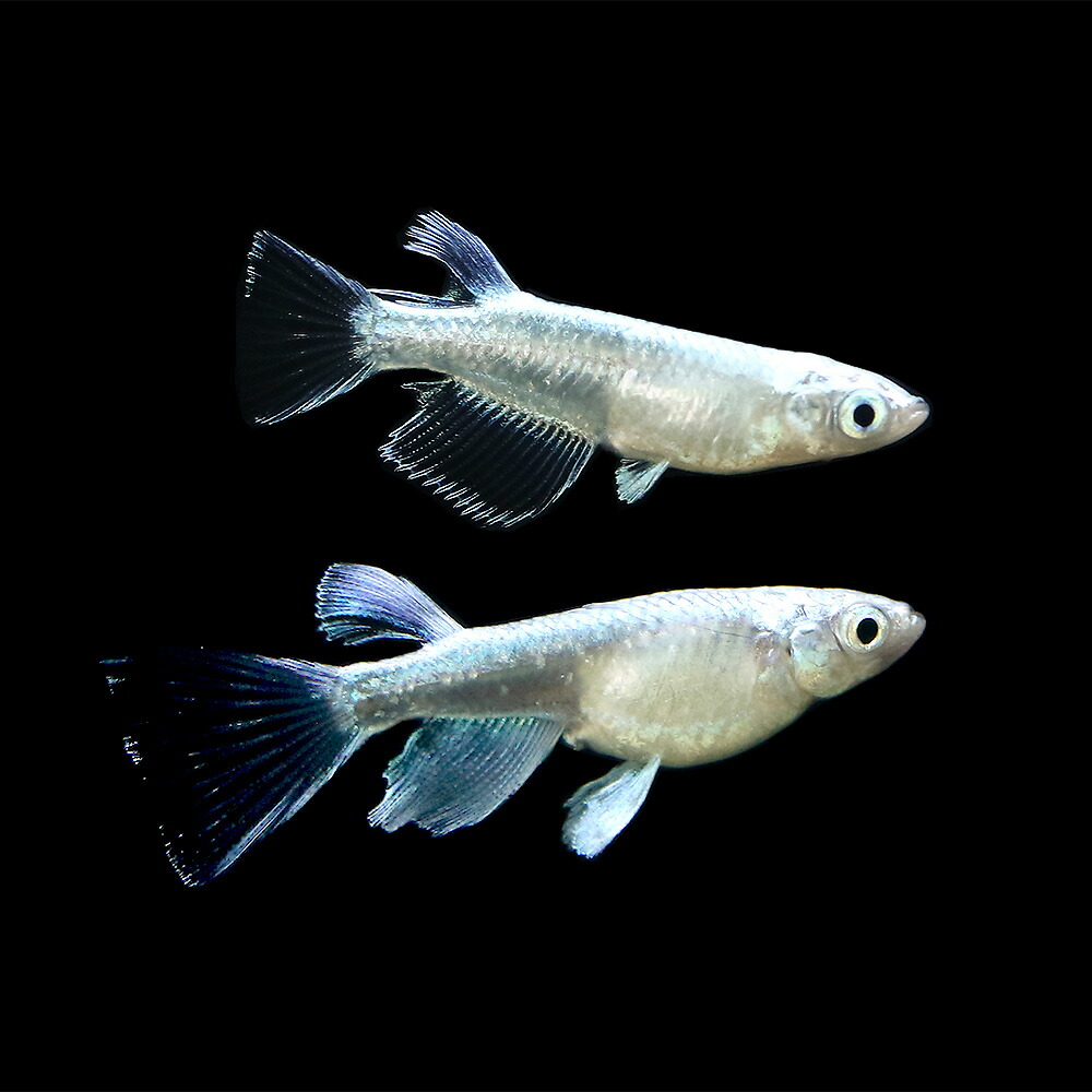 熱帯魚 アクアリウム めだか 一点物プラチナ星河リアルロングフィン中里氏直系 １ペア 沖縄別途送料 Charm 店