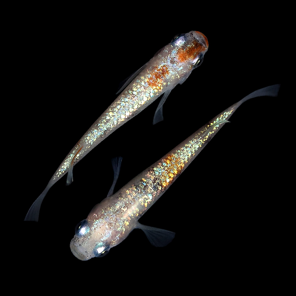 めだか 一点物 月華メダカ 上州めだか １ペア 観賞魚 沖縄別途送料 Charm 熱帯魚 アクアリウム 店