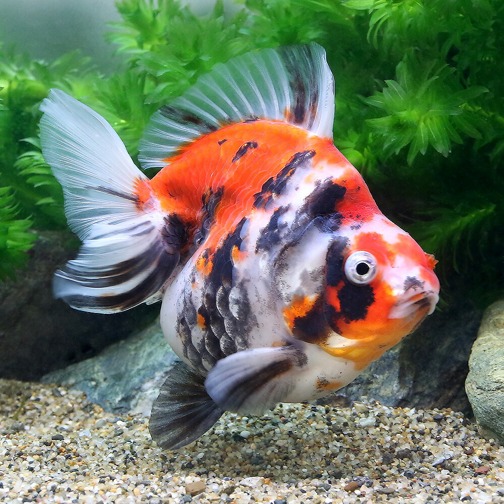 金魚 一点物ダルマ琉金トリカラー10cm 沖縄別途送料 Charm 観賞魚店 金魚 一点物ダルマ琉金トリカラー10cm 沖縄別途送料 Charm 観賞魚店