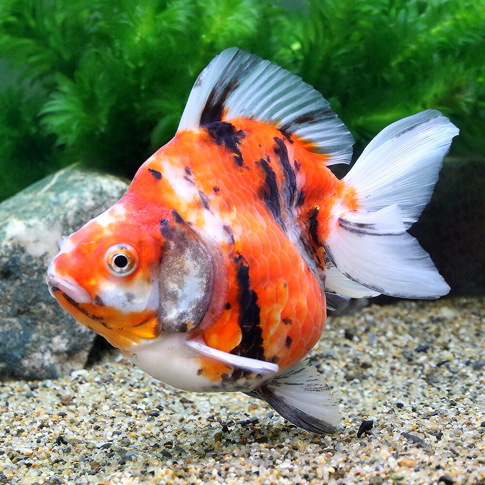 金魚 一点物ダルマ琉金トリカラー10cm 沖縄別途送料 Charm 観賞魚店 金魚 一点物ダルマ琉金トリカラー10cm 沖縄別途送料 Charm 観賞魚店