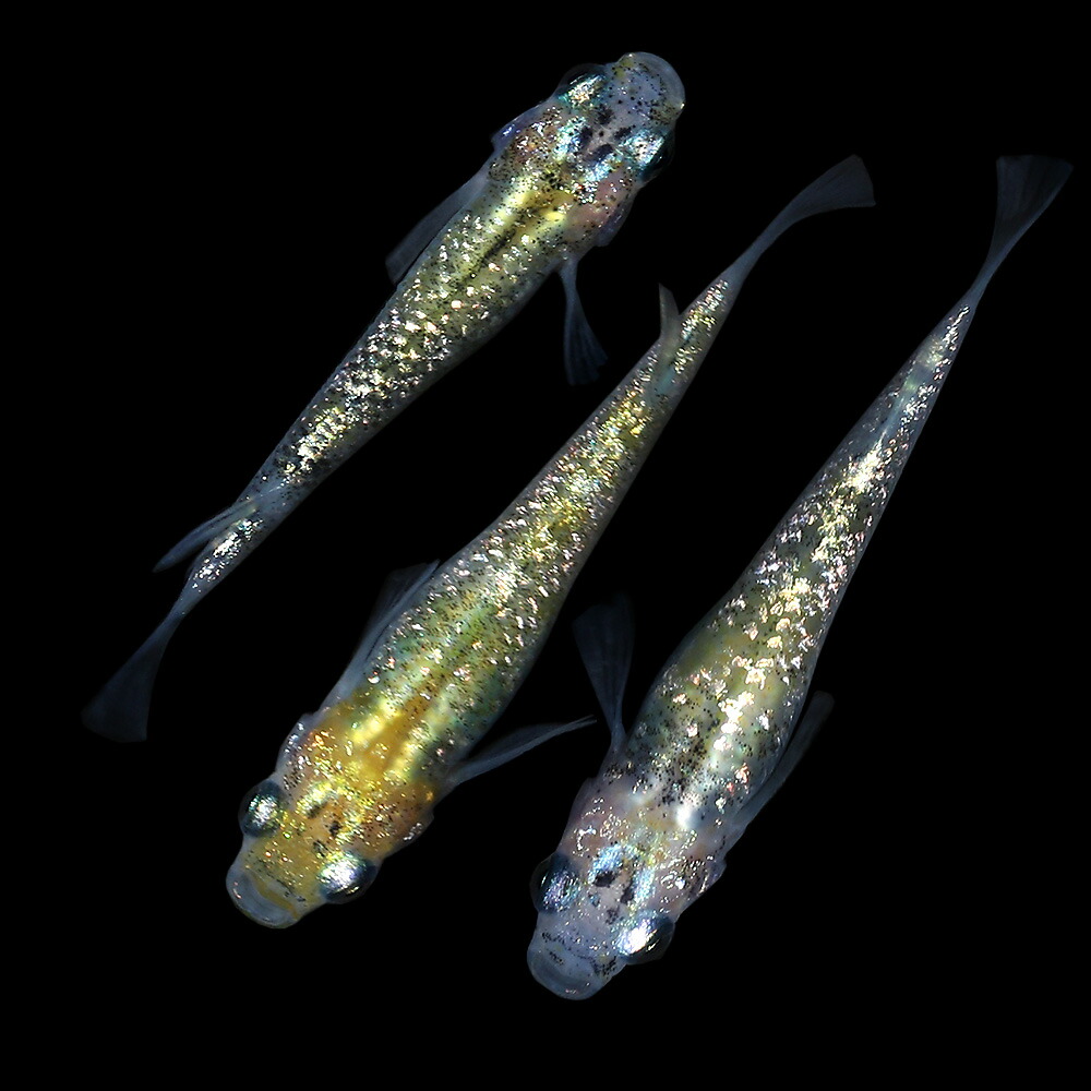 めだか サボブルーメダカ 匹 沖縄別途送料 Sermus Es