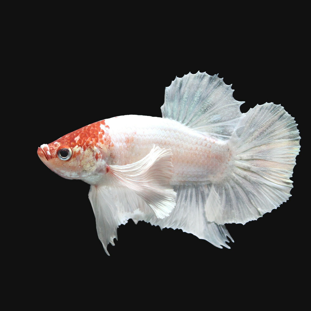 熱帯魚 一個個所什 ベータ エレファントイヤープラカット 丹頂 牡 匹 北海道飛翔軽便核心保温 沖縄別途送料 Bairien Yamagata Jp