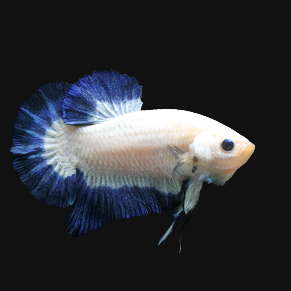 熱帯魚 一点物 ベタ ハーフムーンプラカット ブルー ホワイト ファンシー オス 匹 北海道航空便要保温 沖縄別途送料 Wloczypies Pl