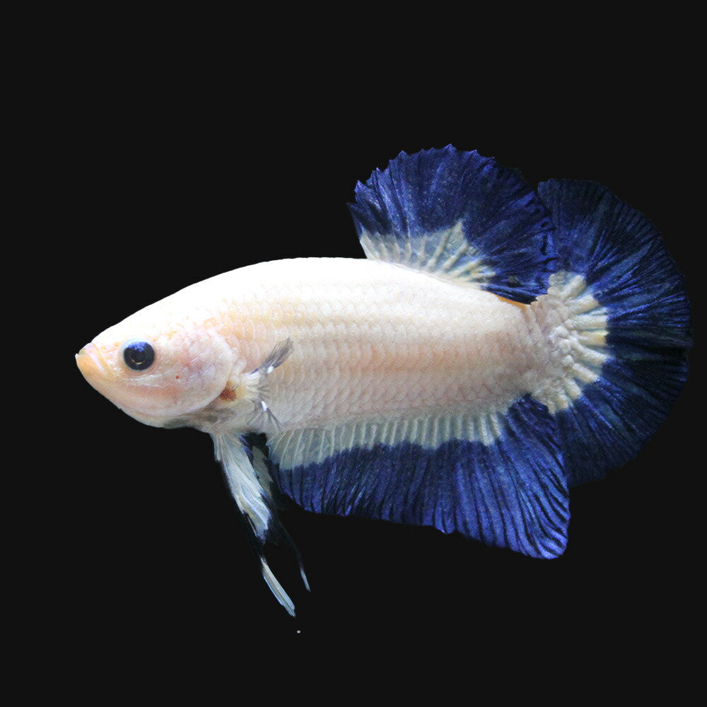 熱帯魚 一委細什 ベータ ハーフムーンプラカット 青み 白み ファンシー 雄 匹 北海道航空旨いエッセンス保温 沖縄別途送料 Bairien Yamagata Jp