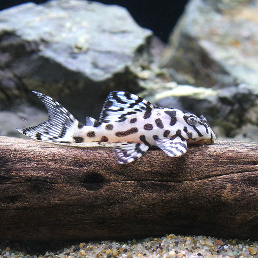 (熱帯魚)一点物ニューメガクラウン・ペコルティア スーパーホワイト L―236 (ブリード)(1匹) 北海道航空便要保温 沖縄別途送料