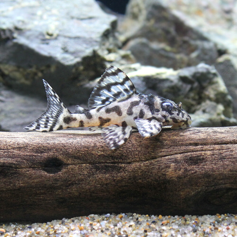 熱帯魚 一点物ニューメガクラウン ペコルティア スーパーホワイト ｌ ２３６ ブリード １匹 北海道航空便要保温 沖縄別途送料 春の新作