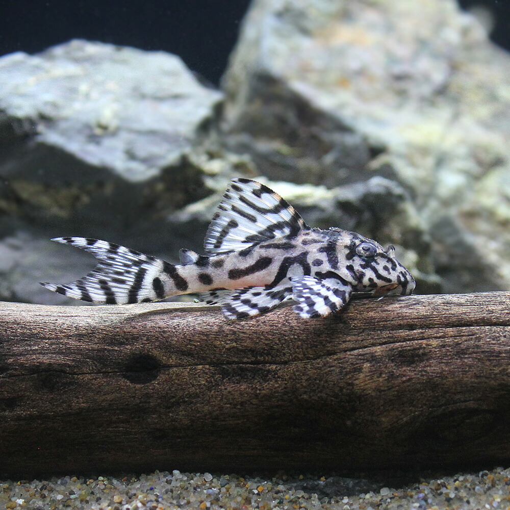 完売 熱帯魚 一点物ニューメガクラウン ペコルティア スーパーホワイト ｌ ２３６ ブリード １匹 北海道航空便要保温 沖縄別途送料 Fucoa Cl