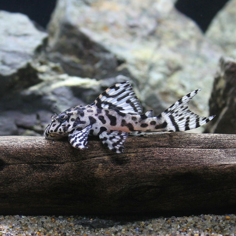 完売 熱帯魚 一点物ニューメガクラウン ペコルティア スーパーホワイト ｌ ２３６ ブリード １匹 北海道航空便要保温 沖縄別途送料 Fucoa Cl