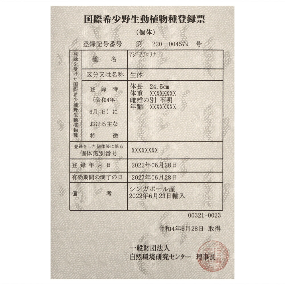 超美品 熱帯魚 一点物 アジアアロワナ ゴールデンクロスバック 過背金龍 Ｗａｎ Ｈｕ産 証明書付 １匹 北海道 九州航空便要保温 沖縄別途送料  fucoa.cl