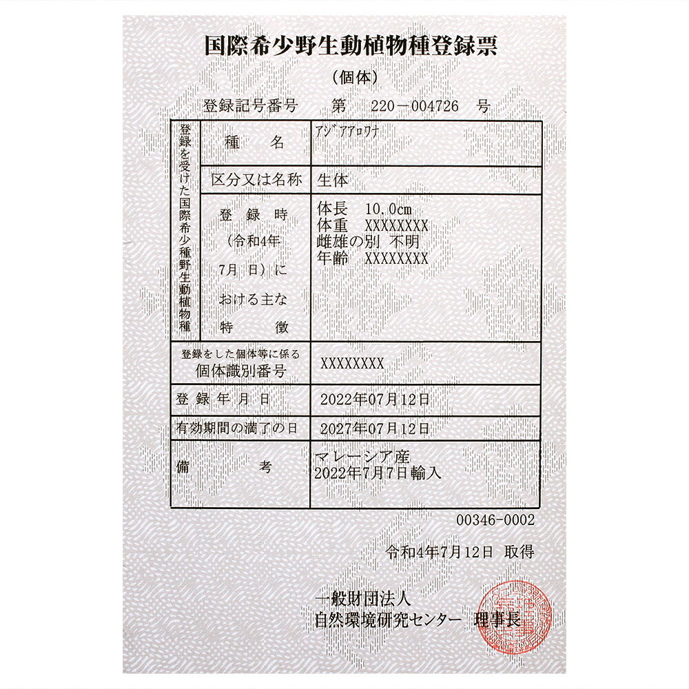 円 日本人気超絶の 熱帯魚 一点物 アジアアロワナ バンジャールレッド ｘｉａｎｌｅｎｇ産 証明書付 １匹 沖縄別途送料 北海道航空便要保温