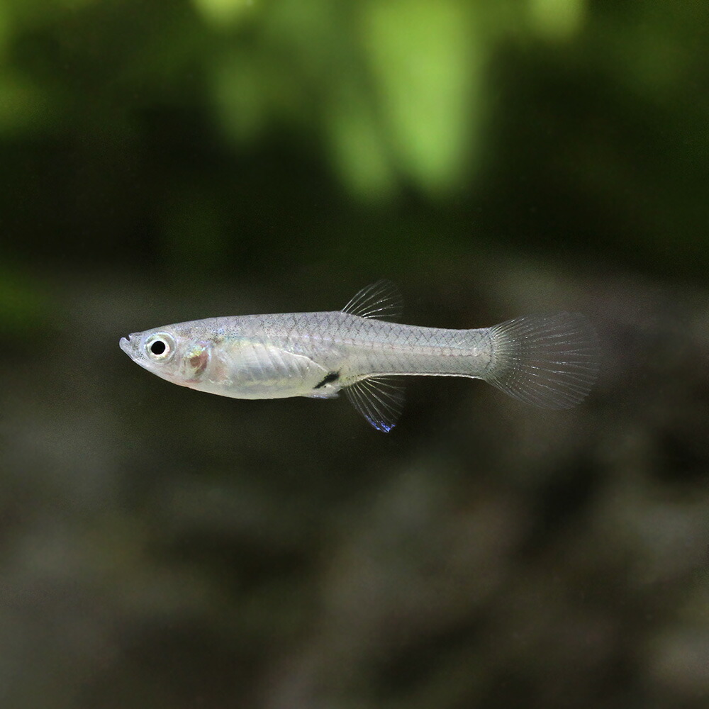 半額 熱帯魚 エンドラーズ ホワイトピーコック 外国産 １ペア 北海道 九州航空便要保温 amazingimoveis.com.br