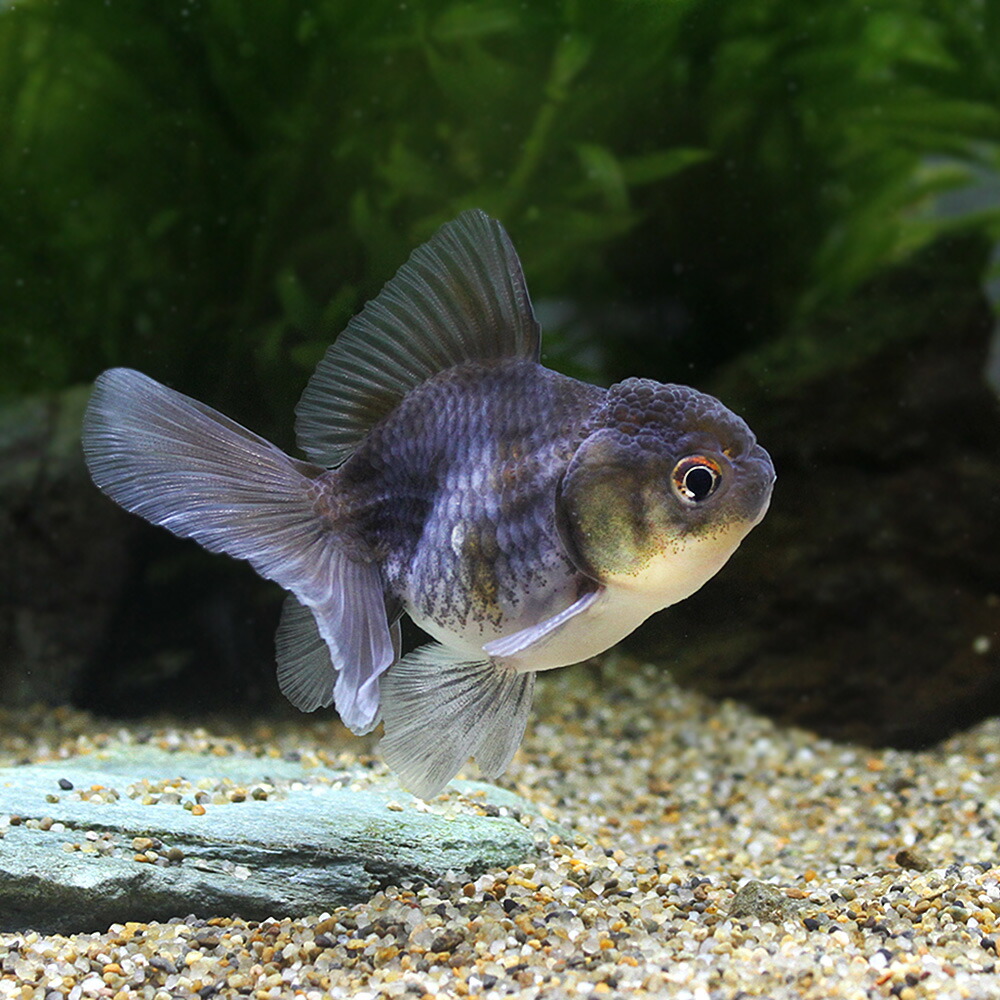 (新商品)(金魚)一点物墨三色オランダシシガシラローズテール当歳(タイ産)7cm±(1匹)北海道航空便要保温