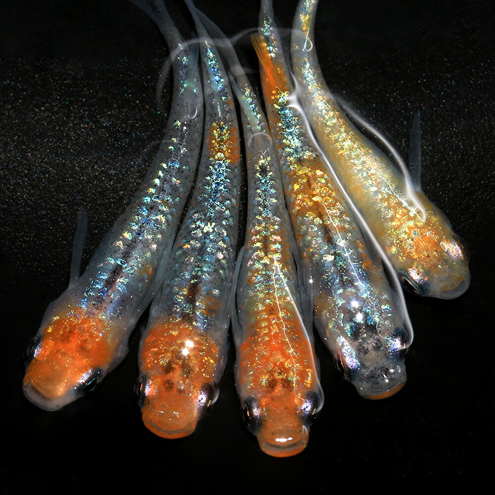 minamo】現物 レッドクリフ“ダークタイプ” 上物若魚（1ペア）RC-18 垂水様
