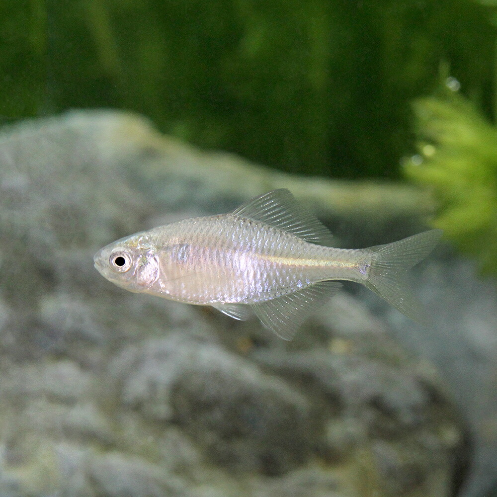 イエローバラタナゴ 約3cm 10匹 タイリクバラタナゴ（オス）１０匹 約６～７ｃｍ （メス３匹サービス