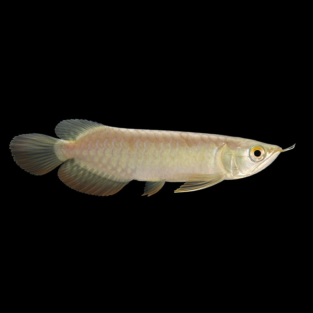 人工飼料餌付け済みブラックアロワナ 2匹セット 熱帯魚 古代魚