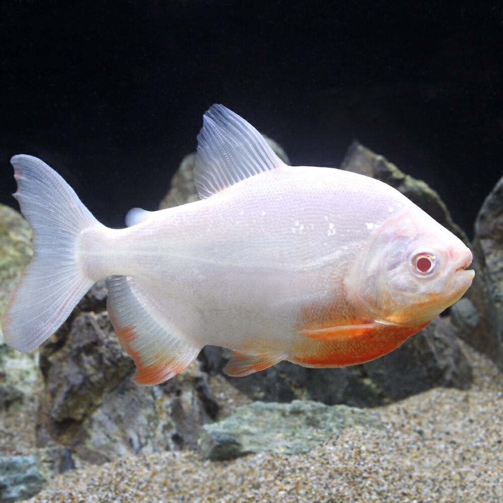 熱帯魚 アルビノレッドコロソマ サイズ 匹 北海道航空便要保温 Nolduanews Com