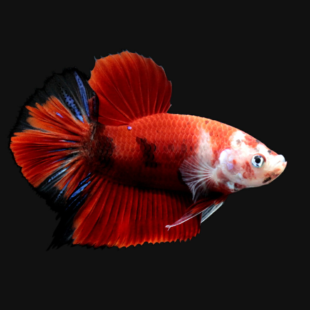 熱帯魚 一点物 鯉ベタ ハーフムーンプラカット コイカラー オス 1匹 北海道 九州航空便要保温 沖縄別途送料 熱帯魚 一点物 鯉ベタ ハーフムーンプラカット コイカラー オス 1匹 北海道 九州航空便要保温 沖縄別途送料